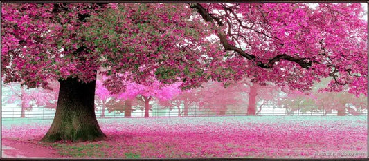 Pink tree