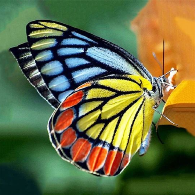 Colourful Butterfly