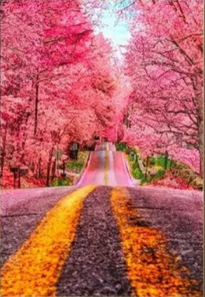 Pink trees over path