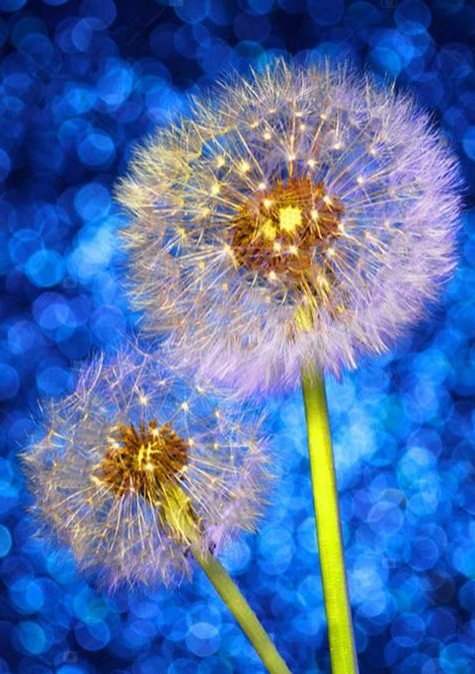 Two Dandelions