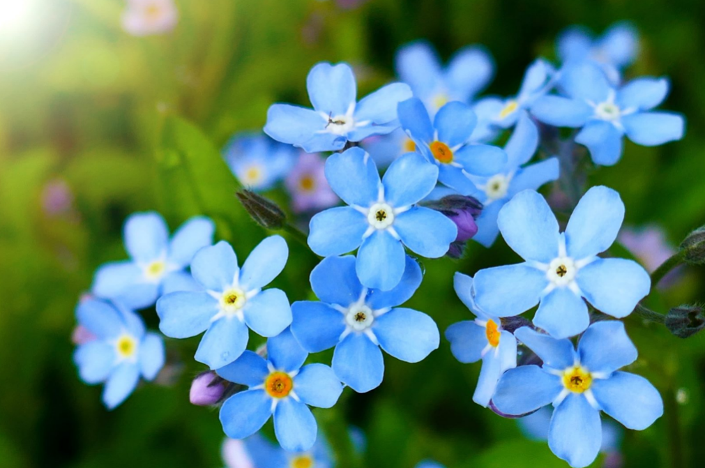 Blue flowers