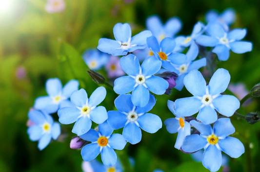 Blue flowers