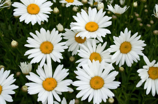 White daisies