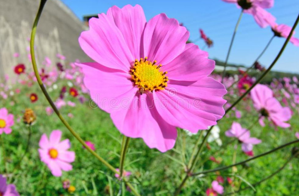 Pink flowers in field