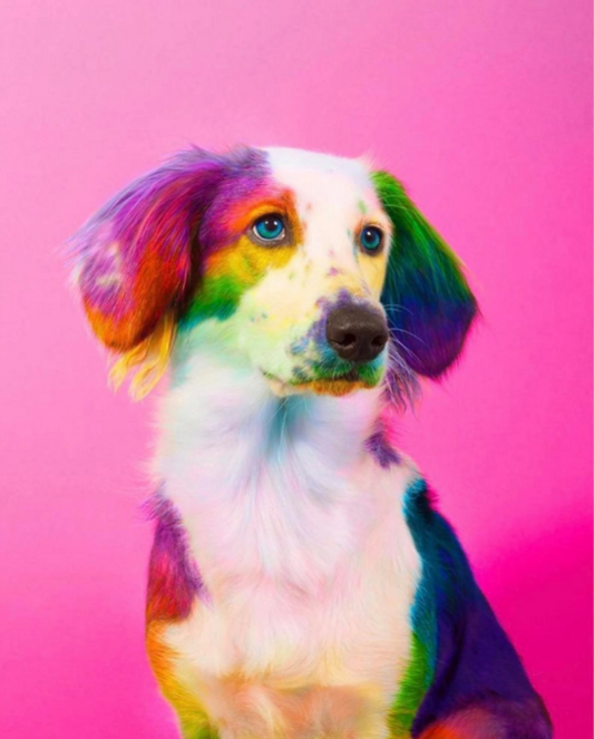 Colourful dog on pink