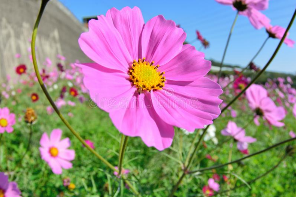 Pink flowers