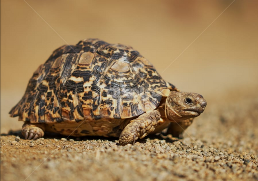 South African Turtle Diamond Dot