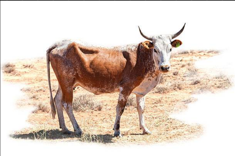 Nguni bull Diamond Dot