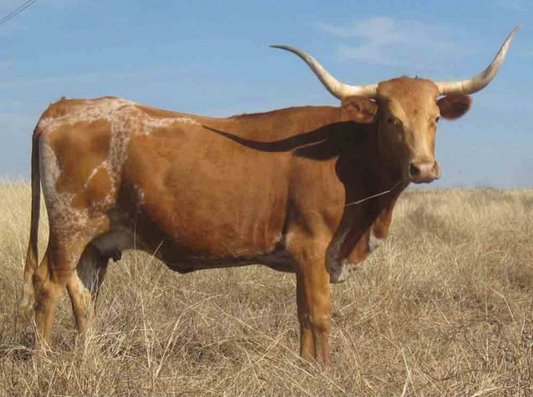 Brown Nguni bull Diamond Dot