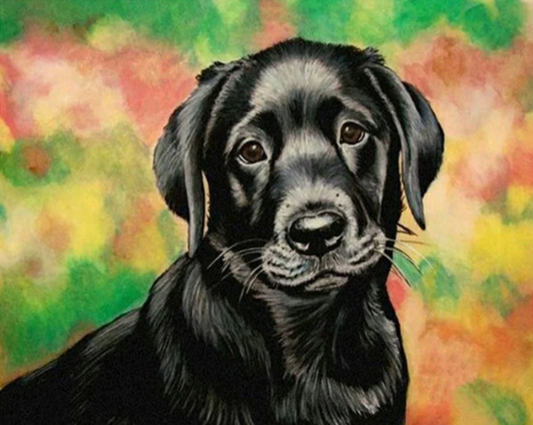 Black Labrador dog