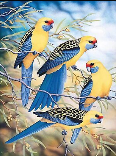 Blue and yellow birds