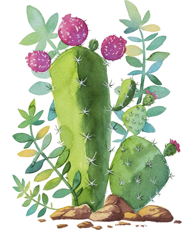 Cactus with pink flowers