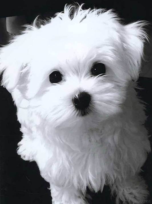 Cute maltese poodle