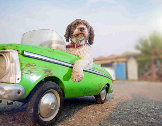 Dog in green toy car Diamond Dot