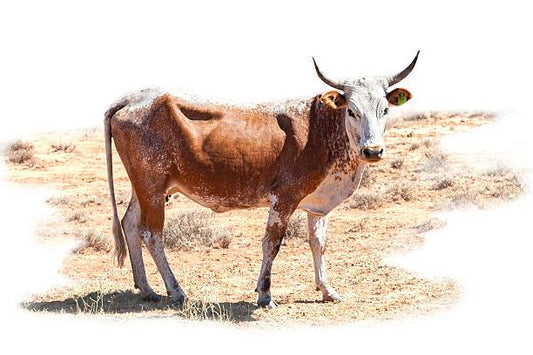 Nguni bull Diamond Dot