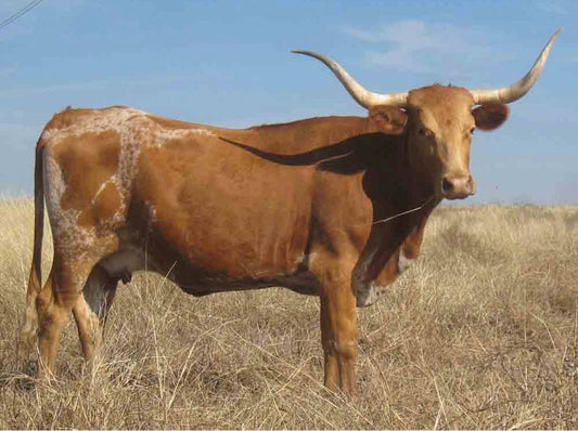 Brown Nguni bull Diamond Dot