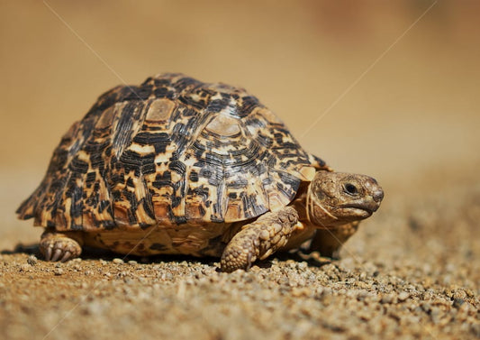 South African Turtle Diamond Dot